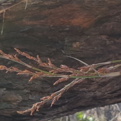 Lepidosperma laterale (Variable Sword Sedge) at Mount Mugga Mugga - 28 Apr 2017 by Mike