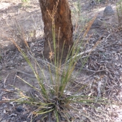 Lepidosperma laterale at O'Malley, ACT - 28 Apr 2017 03:47 PM