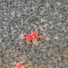 Trombidiidae (family) (Red velvet mite) at Mount Mugga Mugga - 28 Apr 2017 by Mike