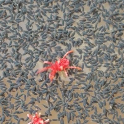 Trombidiidae (family) (Red velvet mite) at Mount Mugga Mugga - 28 Apr 2017 by Mike