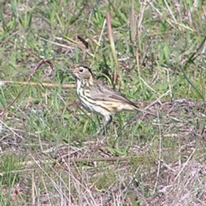 Pyrrholaemus sagittatus at Molonglo River Reserve - 27 Apr 2017