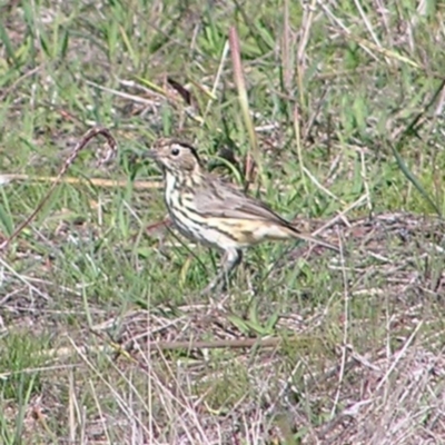 Pyrrholaemus sagittatus (Speckled Warbler) at Kama - 27 Apr 2017 by MatthewFrawley