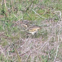 Pyrrholaemus sagittatus at Molonglo River Reserve - 27 Apr 2017 01:35 PM