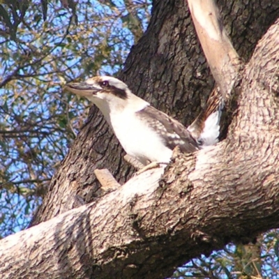 Dacelo novaeguineae (Laughing Kookaburra) at Belconnen, ACT - 27 Apr 2017 by MatthewFrawley