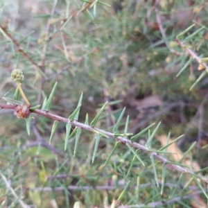 Acacia ulicifolia at Garran, ACT - 28 Apr 2017