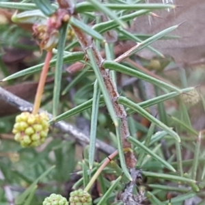 Acacia ulicifolia at Garran, ACT - 28 Apr 2017