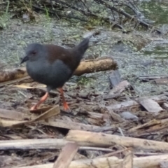 Zapornia tabuensis (Spotless Crake) at Fyshwick, ACT - 24 Dec 2016 by roymcd