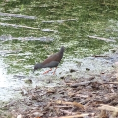 Zapornia tabuensis at Fyshwick, ACT - 24 Dec 2016