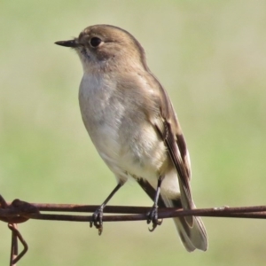 Petroica phoenicea at Booth, ACT - 28 Apr 2017 01:50 PM