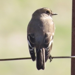 Petroica phoenicea at Booth, ACT - 28 Apr 2017