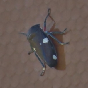 Eurymela distincta at Tennent, ACT - 28 Apr 2017 01:26 PM