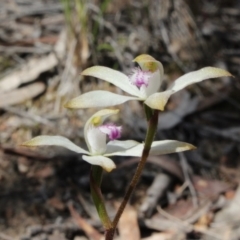 Caladenia ustulata (Brown Caps) at Gundaroo, NSW - 20 Sep 2015 by MaartjeSevenster