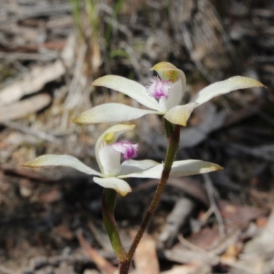 Caladenia ustulata (Brown Caps) at Gundaroo, NSW - 20 Sep 2015 by MaartjeSevenster
