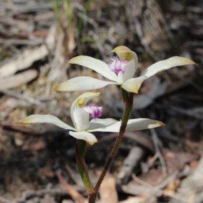 Caladenia ustulata (Brown Caps) at Gundaroo, NSW - 19 Sep 2015 by MaartjeSevenster