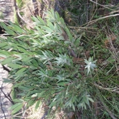 Styphelia triflora (Five-corners) at Mount Majura - 28 Apr 2017 by waltraud
