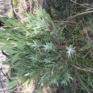 Styphelia triflora at Watson, ACT - 28 Apr 2017