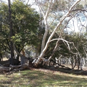 Crataegus monogyna at Majura, ACT - 17 Apr 2017