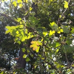 Crataegus monogyna at Majura, ACT - 17 Apr 2017