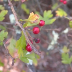 Crataegus monogyna at Majura, ACT - 17 Apr 2017