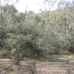 Acacia baileyana (Cootamundra Wattle, Golden Mimosa) at Majura, ACT - 16 Apr 2017 by waltraud