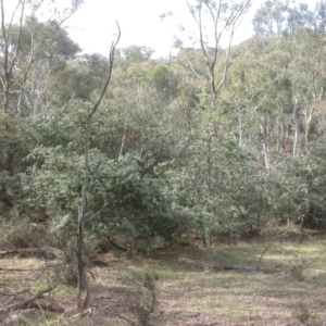 Acacia baileyana at Majura, ACT - 16 Apr 2017
