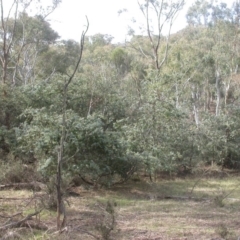 Acacia baileyana (Cootamundra Wattle, Golden Mimosa) at Mount Ainslie - 16 Apr 2017 by waltraud