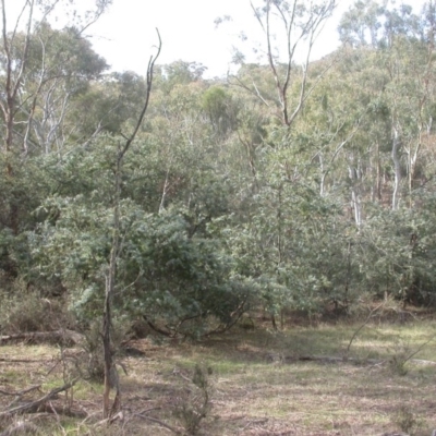 Acacia baileyana (Cootamundra Wattle, Golden Mimosa) at Mount Ainslie - 16 Apr 2017 by waltraud