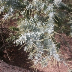 Acacia baileyana at Majura, ACT - 16 Apr 2017 02:49 PM