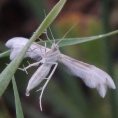 Wheeleria spilodactylus (Horehound plume moth) at Paddys River, ACT - 17 Oct 2015 by michaelb