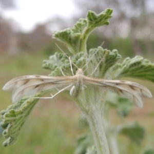 Wheeleria spilodactylus at Paddys River, ACT - 17 Oct 2015