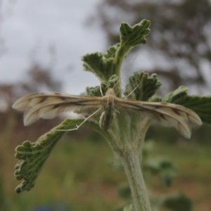 Wheeleria spilodactylus at Paddys River, ACT - 17 Oct 2015