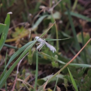 Wheeleria spilodactylus at Paddys River, ACT - 17 Oct 2015