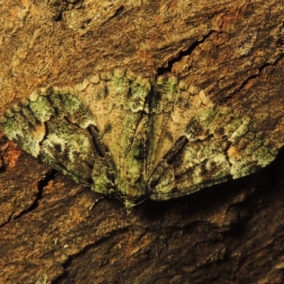 Aeolochroma metarhodata (Tea-tree Emerald (Geometrinae)) at Conder, ACT - 17 Apr 2015 by MichaelBedingfield