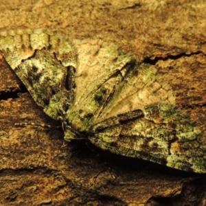 Aeolochroma metarhodata at Conder, ACT - 17 Apr 2015