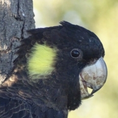 Zanda funerea (Yellow-tailed Black-Cockatoo) at Fyshwick, ACT - 22 Apr 2017 by roymcd