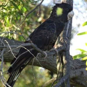 Zanda funerea at Fyshwick, ACT - 23 Apr 2017