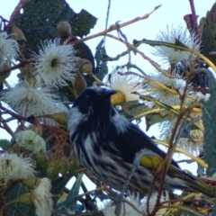 Phylidonyris niger X novaehollandiae (Hybrid) (White-cheeked X New Holland Honeyeater (Hybrid)) at Fyshwick, ACT - 23 Apr 2017 by roymcd