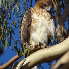 Hieraaetus morphnoides (Little Eagle) by roymcd