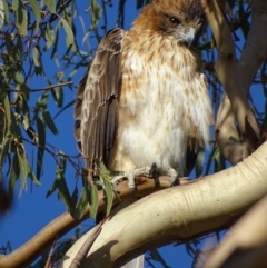 Hieraaetus morphnoides (Little Eagle) at Garran, ACT - 28 Apr 2017 by roymcd