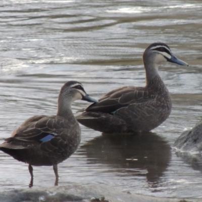 Anas superciliosa (Pacific Black Duck) at Coombs, ACT - 24 Apr 2017 by michaelb