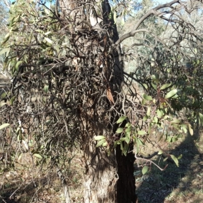 Muellerina eucalyptoides (Creeping Mistletoe) at Garran, ACT - 28 Apr 2017 by Mike