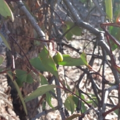 Muellerina eucalyptoides at Garran, ACT - 28 Apr 2017