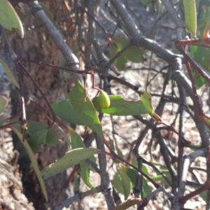 Muellerina eucalyptoides at Garran, ACT - 28 Apr 2017 03:18 PM