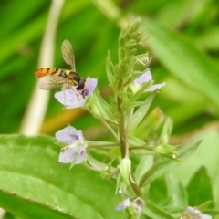 Sphaerophoria macrogaster (Hover Fly) at Fadden Hills Pond - 30 Oct 2016 by ArcherCallaway