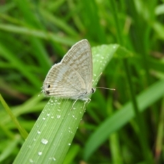 Lampides boeticus (Long-tailed Pea-blue) at Fadden, ACT - 30 Oct 2016 by RyuCallaway