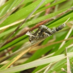 Chrysodeixis argentifera (Tobacco Looper) at Fadden Hills Pond - 30 Oct 2016 by ArcherCallaway