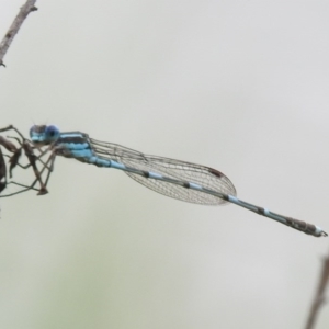 Austrolestes leda at Fadden, ACT - 30 Oct 2016