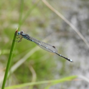 Austrolestes leda at Fadden, ACT - 30 Oct 2016 12:49 PM