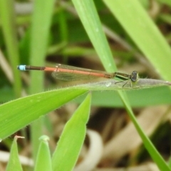 Ischnura aurora (Aurora Bluetail) at Fadden Hills Pond - 30 Oct 2016 by RyuCallaway