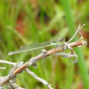 Ischnura aurora at Fadden, ACT - 30 Oct 2016